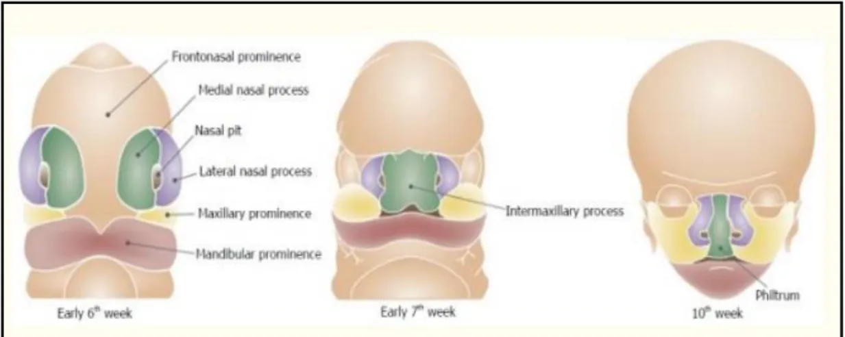 Figure 2.1:  Development of the lip. Adapted from Smarius et al., 2017  