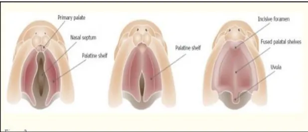 Figure  2.2:    Caudal  vies  of  the  fusion  process  of  the  palatal  shelves.  Adapted  from  Smarius et al., 2017 