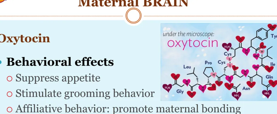 Illustration from: HTTPS://NEUWRITESD.ORG/2014/02/13/OXYTOCIN-BONDING-AND-BREASTFEEDING/ 