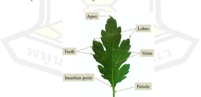 Figure 2 Illustrates the leaf features. 