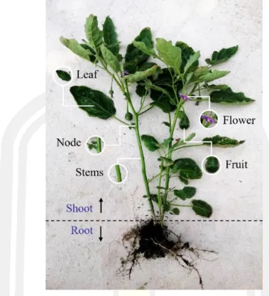 Figure 1 Illustrates the basic plant structure. 