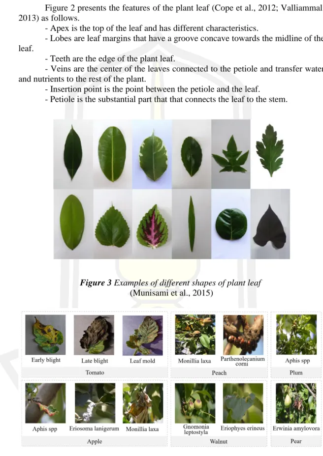 Figure 2 presents the features of the plant leaf (Cope et al., 2012; Valliammal,  2013) as follows