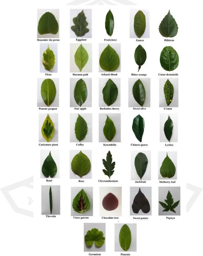 Figure 10 Examples of 32 plant leaves of the Folio dataset. 