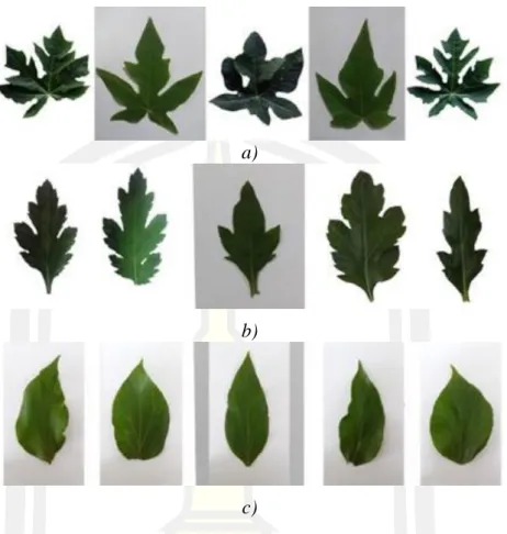 Figure 11 Examples of plant leaf images of the Folio dataset: a) papaya, b)  Chrysanthemum, and c) Ketembilla