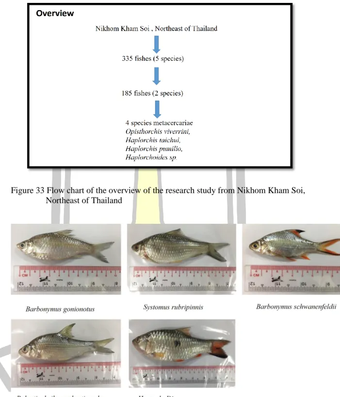 Figure 33 Flow chart of the overview of the research study from Nikhom Kham Soi,                   Northeast of Thailand 