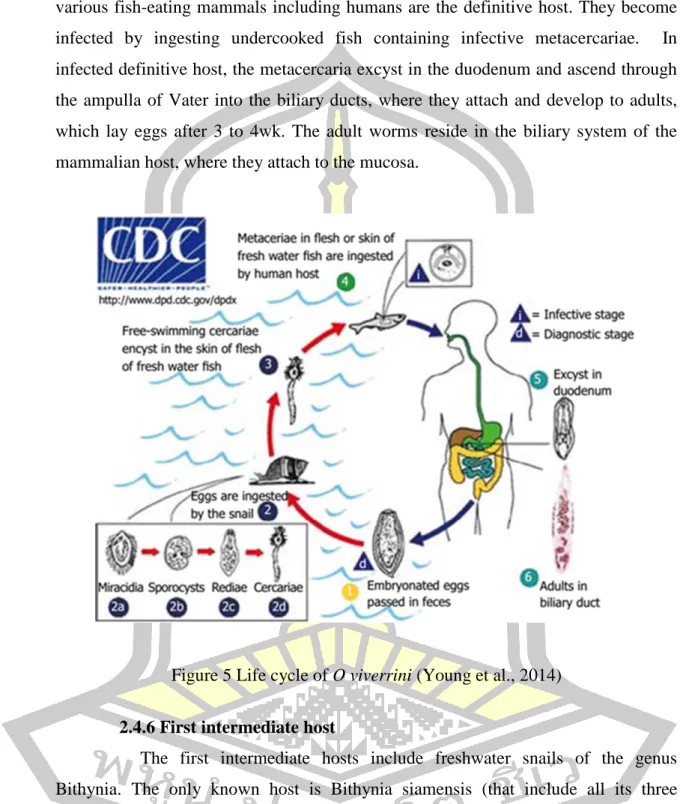 Figure 5 Life cycle of O viverrini (Young et al., 2014)  2.4.6 First intermediate host 