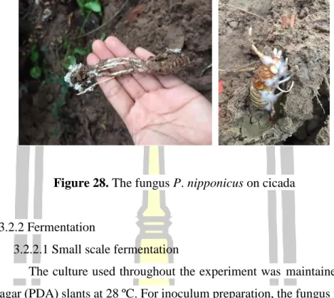 Figure 28. The fungus P. nipponicus on cicada 