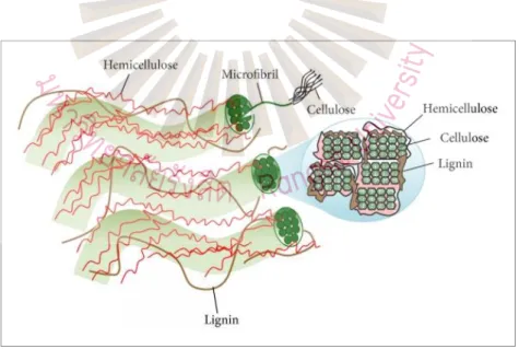 Figure 2.1 Plant cell wall structure and microfibril cross-section (strands of cellulose  molecules embedded in a matrix of hemicellulose and lignin) 