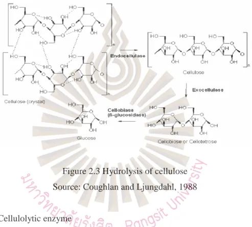 Figure 2.3 Hydrolysis of cellulose  Source: Coughlan and Ljungdahl, 1988 