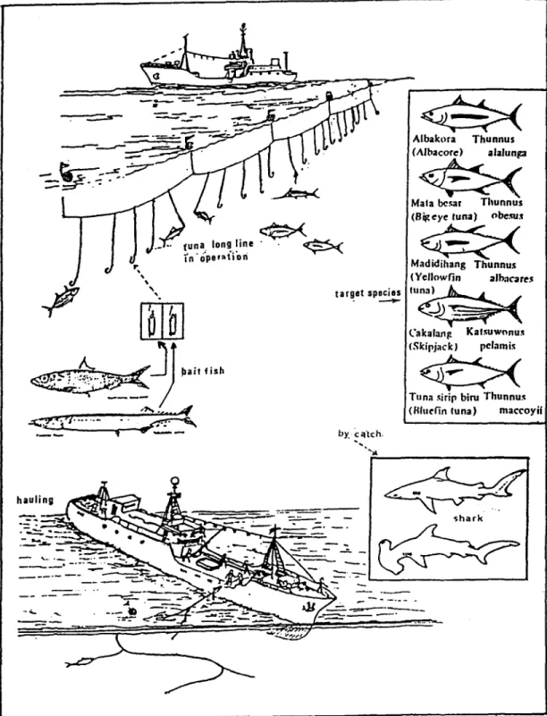 Fig.  3.  Tuna longline in operation  (Subani and Baru s,  1989)