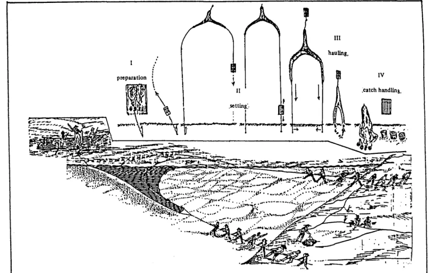 Fig.  6.  One of the types of beach seine in operation (Subani and Barus,  1989)
