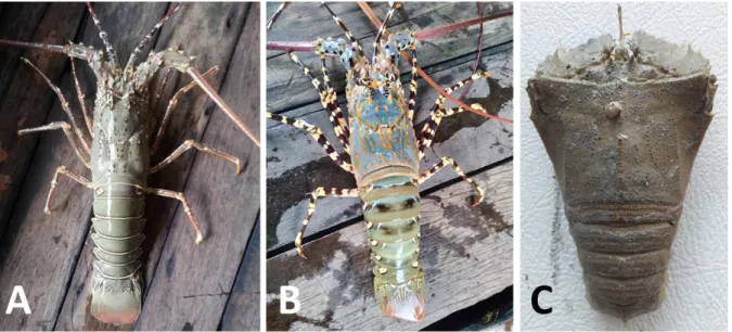 Figure  1:  The  type  of  lobsters  found  at  the  refugia  site:  (A)  P.  polyphagus,  (B)  P