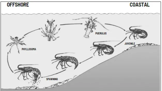Figure 4: Life cycle of Panulirus lobster (Panulirus spp.) 