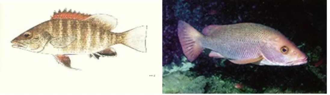 Table 6. Descriptive and meristic characteristics of mangrove red snapper  Descriptive Characteristics  Fins 