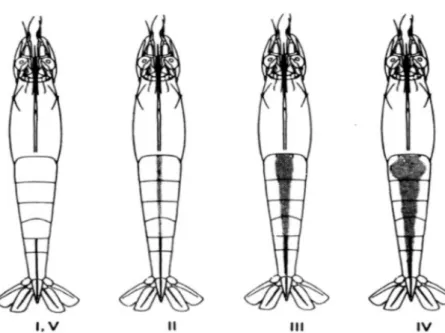 Fig. 2.4: Ovarian maturation stages of penaeid shrimp. 
