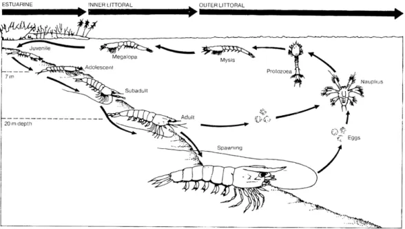 Fig 2.6: (a) Lateral view of P. monodon juvenile (b) Juvenile gradually turn blackish as they  grow