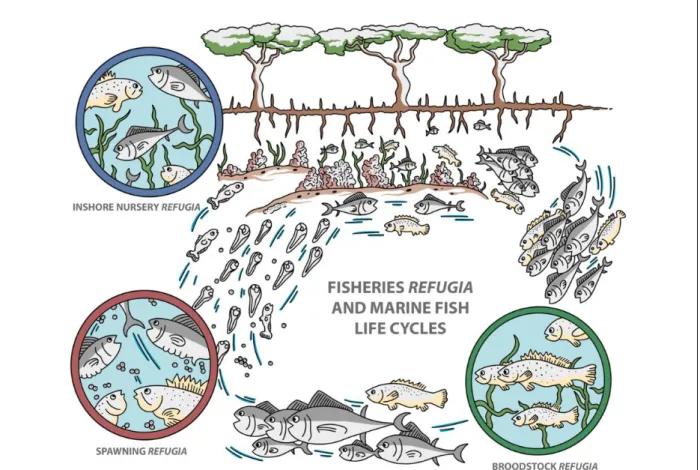Figure 3B: Types of fisheries refugia in relation to the generalized life cycle of demersal marine fishes  (Pernetta et al., 2010)