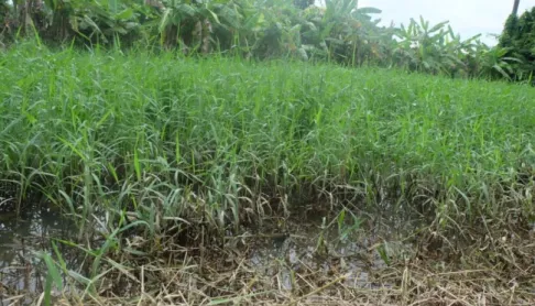 Figure 14 Para grass floating in deep water (stems are rooted to the bank)  Invasiveness 