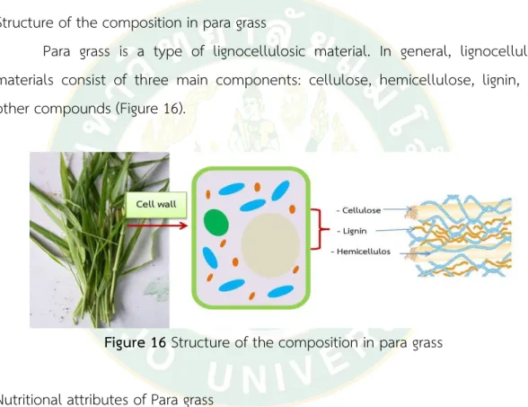 Figure 16 Structure of the composition in para grass  Nutritional attributes of Para grass 
