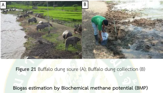 Figure 21 Buffalo dung soure (A); Buffalo dung collection (B)  Biogas estimation by Biochemical methane potential (BMP) 