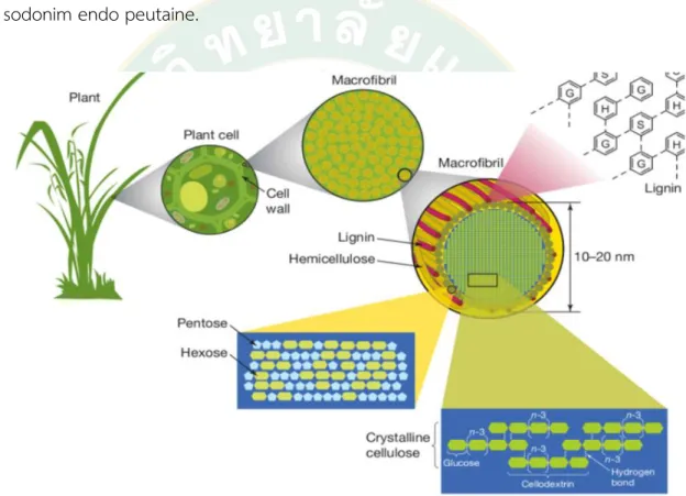 Figure  2 Structure of plant cellwall 