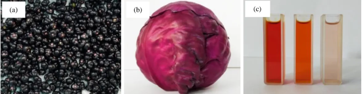 Figure  21 a.) Malabar spinach fruits, b.) Red cabbage c.) Natural dye (left to right): 