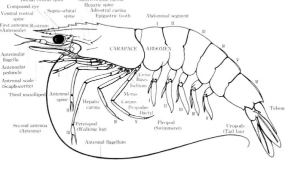 Figure 1 Lateral view of adult penaeid prawn showing technical terms for various  parts of the body (Motoh and Kuronuma, 1980) (A)