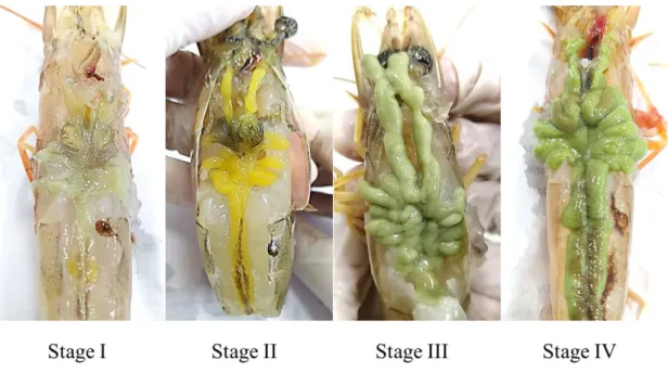 Figure 3 The ovarian development at each stage of the banana shrimp including stage  I: previtellogenic, stage II: early vitellogenic, stage III: late vitellogenic, and stage IV:  