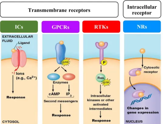 Figure 4 Overview of receptor types. The receptor was classified by their locations. In  cell  transmembrane  including  G  protein-coupled  receptor  (GPCR),  receptor  tyrosine  kinases (RTK), and nuclear receptor (NR)
