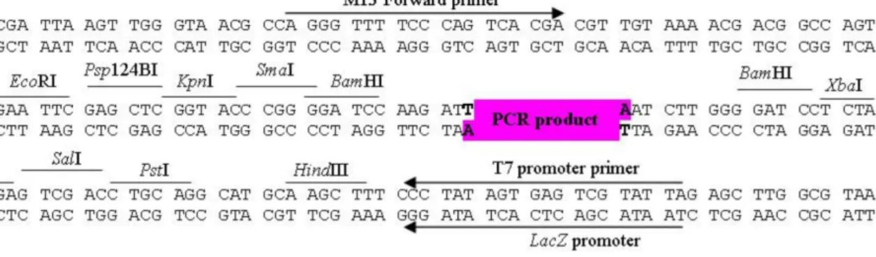 Figure 10 Map and multiple cloning site sequence of pTG19-T vector (Sinaclon: Cat. 