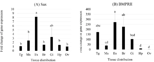 Figure  17  Determination of  FmSax  and  FmBMPRII  expressions  in  shrimp  tissues.  The  relative expressions of FmSax (A) and FmBMPRII (B) were determined in shrimp tissues,  including  thoracic  ganglia  ( Tg) ,  muscle  ( Ms) ,  eyestalk  ( Es) ,  br