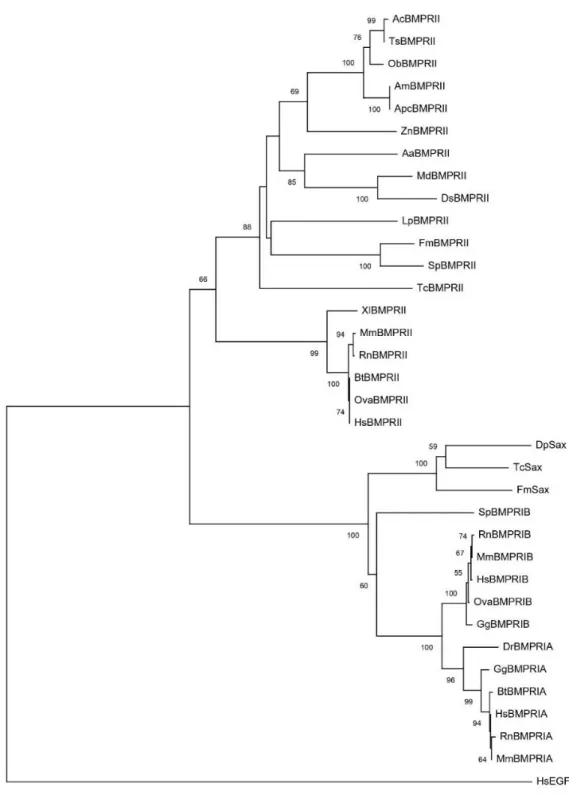 Figure 20 Phylogenetic tree analysis of FmSax and FmBMPRII. The tree of FmSax and  FmBMPRII  amino  acid  sequences  and  other  BMPRI  and  BMPRII  from  organisms 
