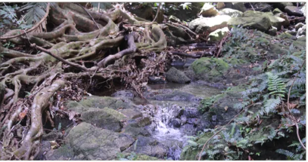 Figure 6.  Study site (TR5) at Tai Rom Yen National Park. 