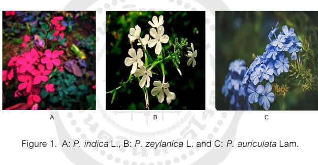 Figure 1.  A: P. indica L., B: P. zeylanica L. and C: P. auriculata Lam. 