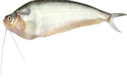 Figure 4.4 Pabda catfish 