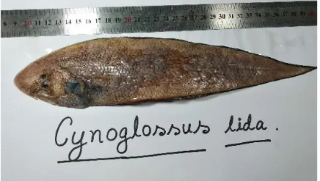 Figure 8: Cynoglossus lida  Cynoglossus macrolepidotus:  