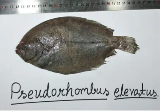 Figure 10: Pseudorhombus elevatus   Paralich algoeusis:  