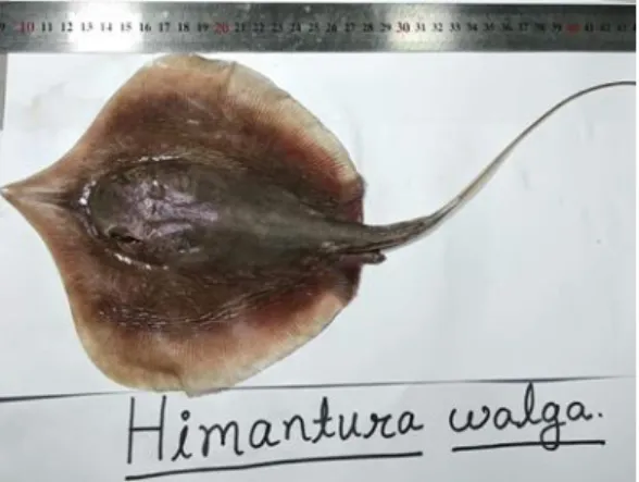 Figure 12: Himantura walga     