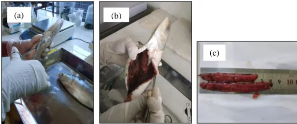 Fig. 07: a) Dissecting sample, b) Removing digestive part and c)  Collected gonad 