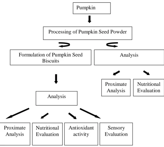 Figure 3.1 Design of the experiment Processing of Pumpkin Seed Powder 