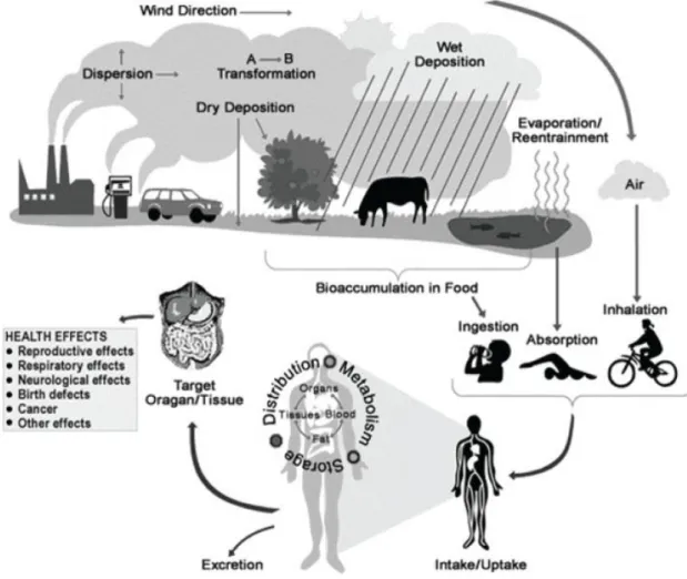 Figure 2.1: Illustration how people are exposed to chemicals in the environment  and the effect of such chemicals on human health
