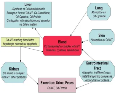 Figure 2.2: Metabolism, storage and excretion of  cadmium in human body 