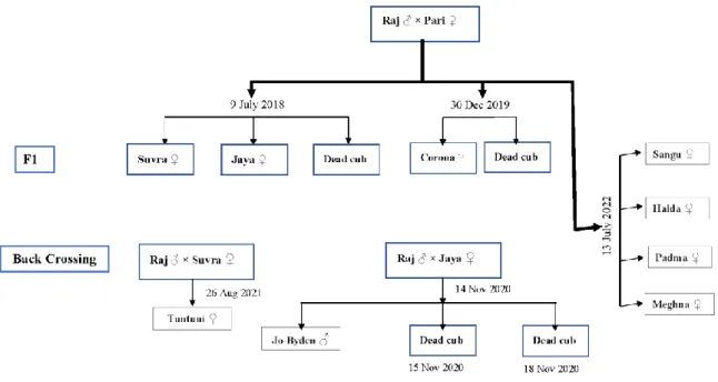 Figure 3: The pedigree chart of tigers in Chattogram Zoo  3.2 Animals housing 