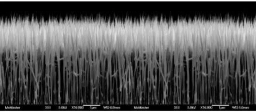 Figure 2.9 A forest of GaAs nano wires growing on a silicon substrate. 