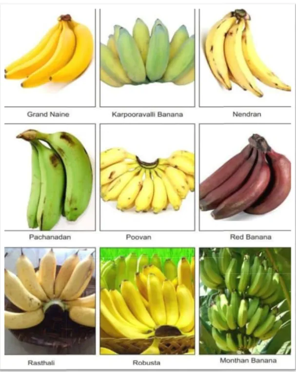 Figure 2.1.1 ure 2.1.1: Images of different types of Banana