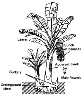 Figure 2.2.2: Parts of Banana plants 