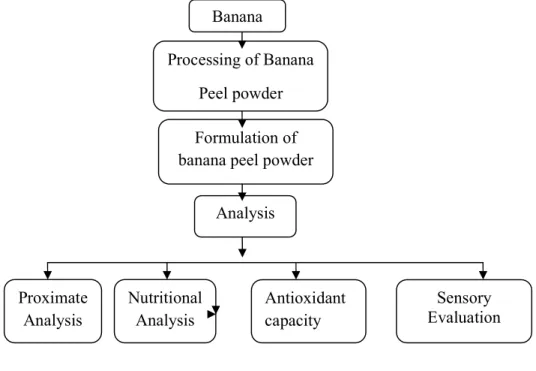 Figure 3.2: Study design Banana 