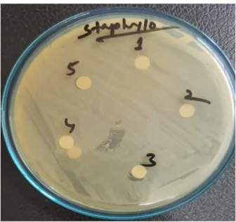 Figure 4. 3: Petri dish with samples 6, 7, 8,  9, 10 with no inhibition zone 