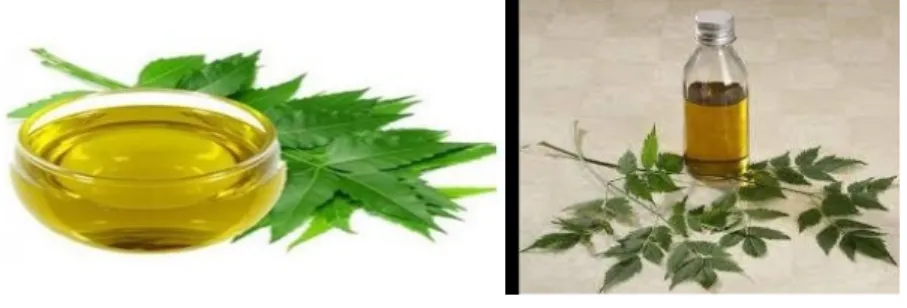 Fig : (1.0)  Neem Oil