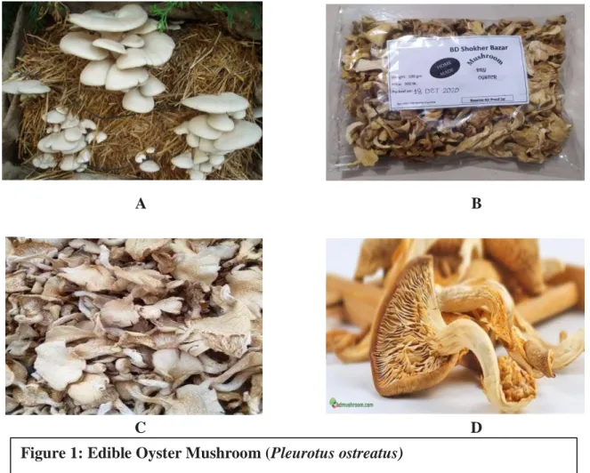 Figure 2: Different nutrients in Oyster mushroom (Pleurotus ostreatus) Figure 1: Edible Oyster Mushroom (Pleurotus ostreatus) 